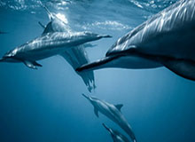 开云体育在线-WTT澳门赛王楚钦连胜外战晋级决赛 将与马龙争金